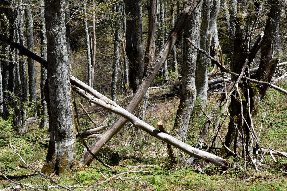Uprava traži dodatne analize o održivosti šumarstva (Ilustracija), Foto: Luka Zekovic