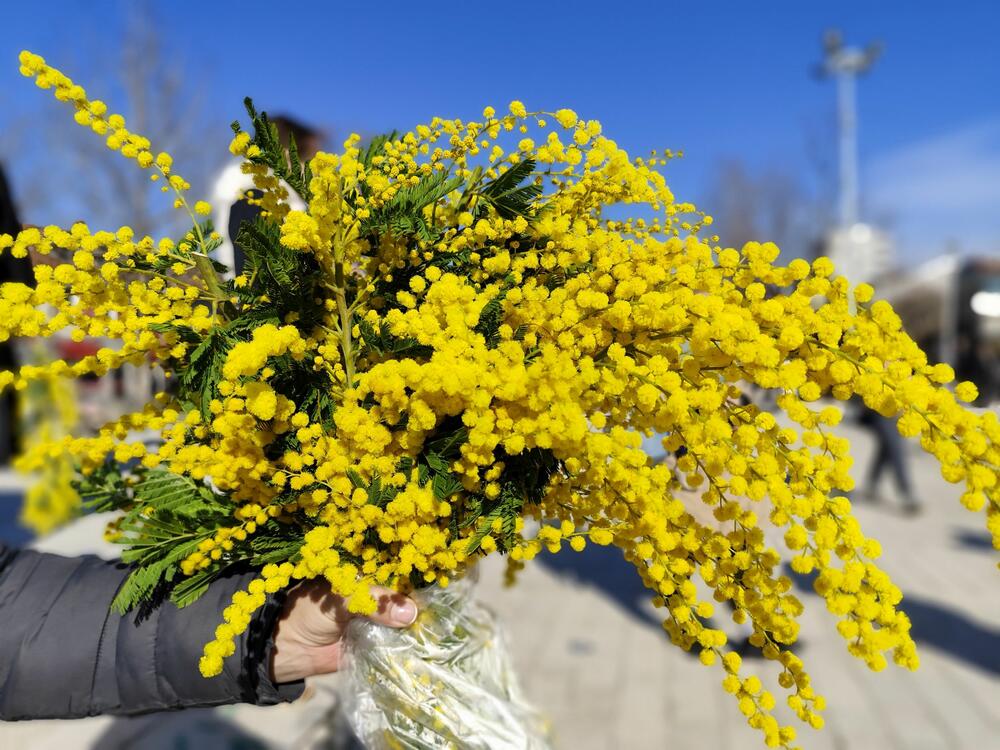 <p>"Generalno je sjajna saradnja lokalnih samouprava i lokalnih turističkih organizacija Nikšića i Herceg Novog. Siguran sam da će tako biti i u budućnosti i da nikada više nećemo doći u situaciju da mimoze 20 godine ne bude u Nikšiću", poručio je Barać</p>