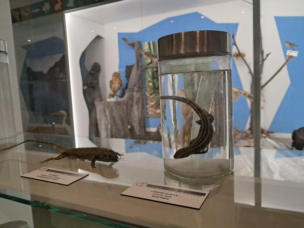 <p>The castle was built in the second half of the 19<sup>th</sup> century and the famous Duke of Piva, Lazar Sočica lived in it. The castle was one of the largest and the most beautiful houses in that time in Montenegro</p>