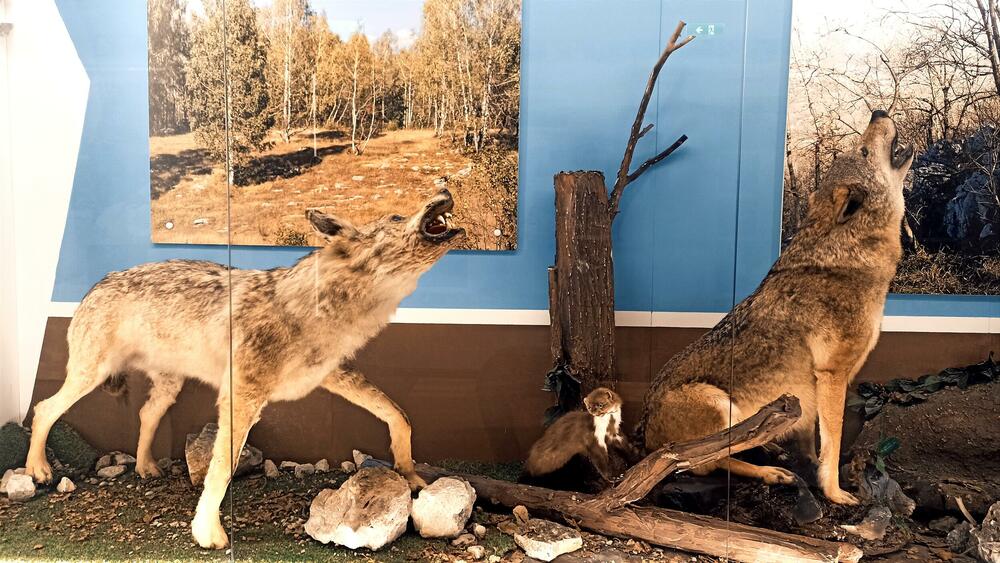 <p>The castle was built in the second half of the 19<sup>th</sup> century and the famous Duke of Piva, Lazar Sočica lived in it. The castle was one of the largest and the most beautiful houses in that time in Montenegro</p>