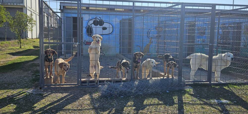 <p>Udruženje glumaca organizovalo posjetu skloništu na Vrelima, pozvali i druge da učine isto</p>