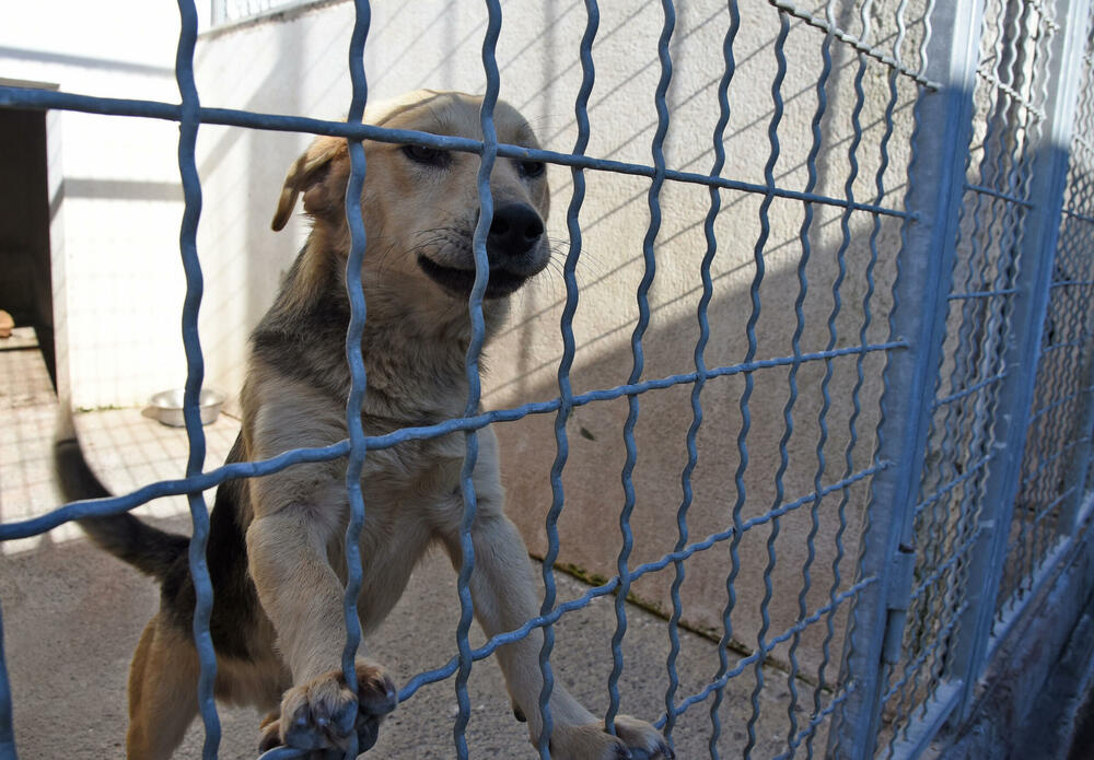 <p>Udruženje glumaca organizovalo posjetu skloništu na Vrelima, pozvali i druge da učine isto</p>