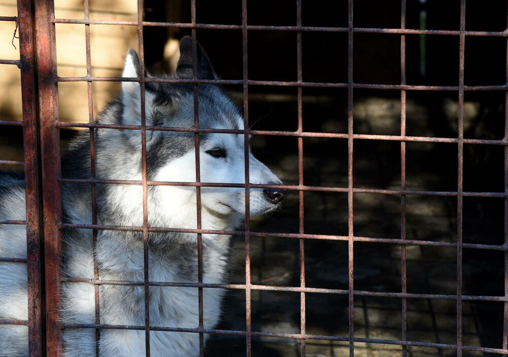 <p>Udruženje glumaca organizovalo posjetu skloništu na Vrelima, pozvali i druge da učine isto</p>