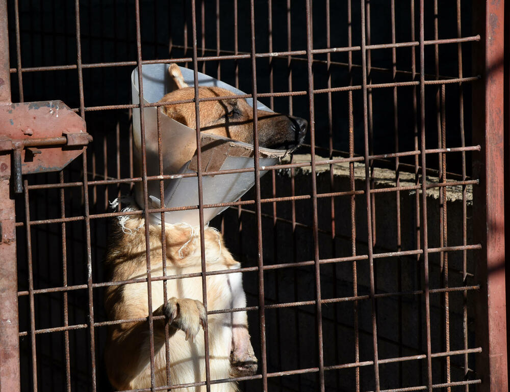 <p>Udruženje glumaca organizovalo posjetu skloništu na Vrelima, pozvali i druge da učine isto</p>