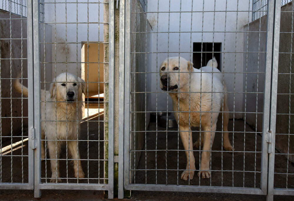 <p>Udruženje glumaca organizovalo posjetu skloništu na Vrelima, pozvali i druge da učine isto</p>