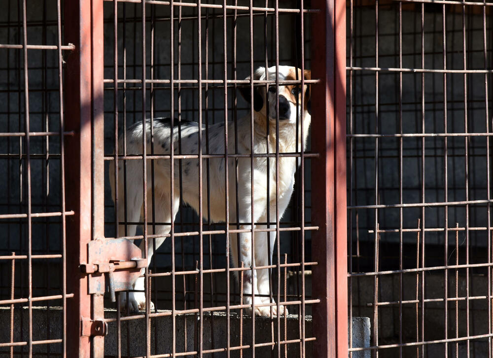 <p>Udruženje glumaca organizovalo posjetu skloništu na Vrelima, pozvali i druge da učine isto</p>