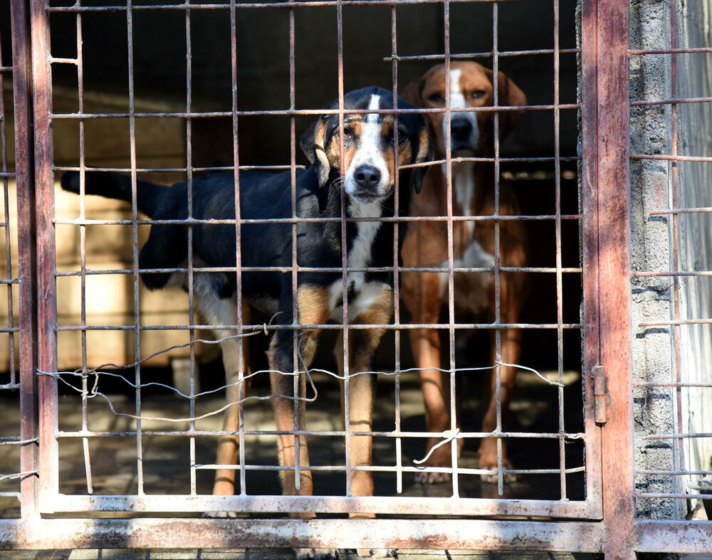 <p>Udruženje glumaca organizovalo posjetu skloništu na Vrelima, pozvali i druge da učine isto</p>