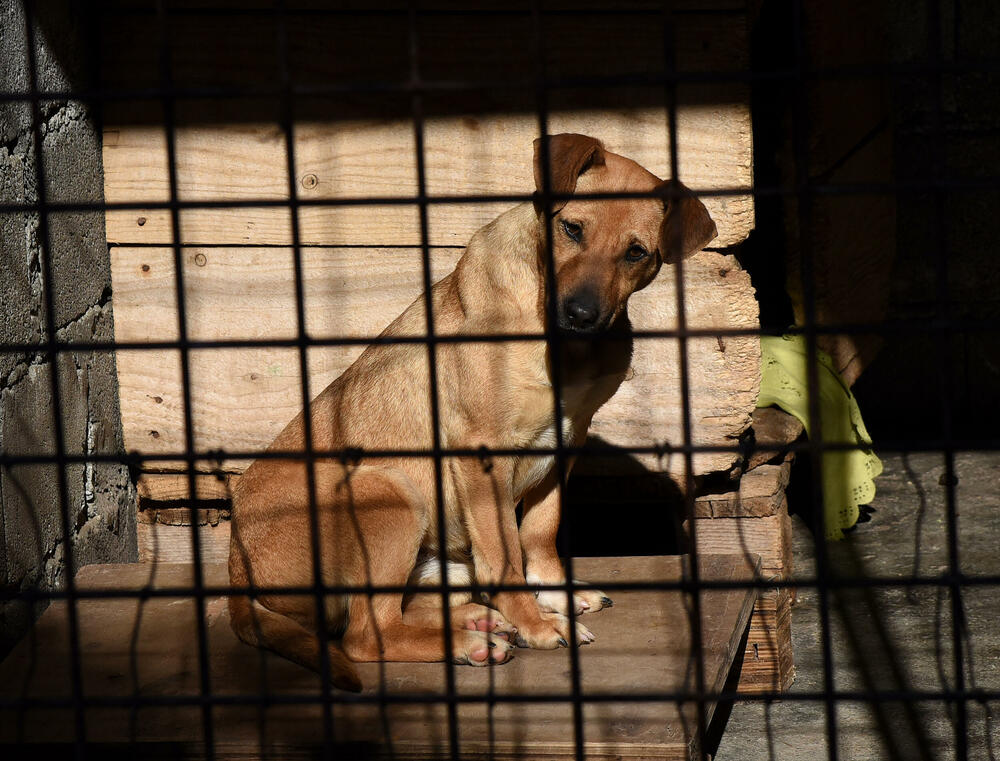 <p>Udruženje glumaca organizovalo posjetu skloništu na Vrelima, pozvali i druge da učine isto</p>