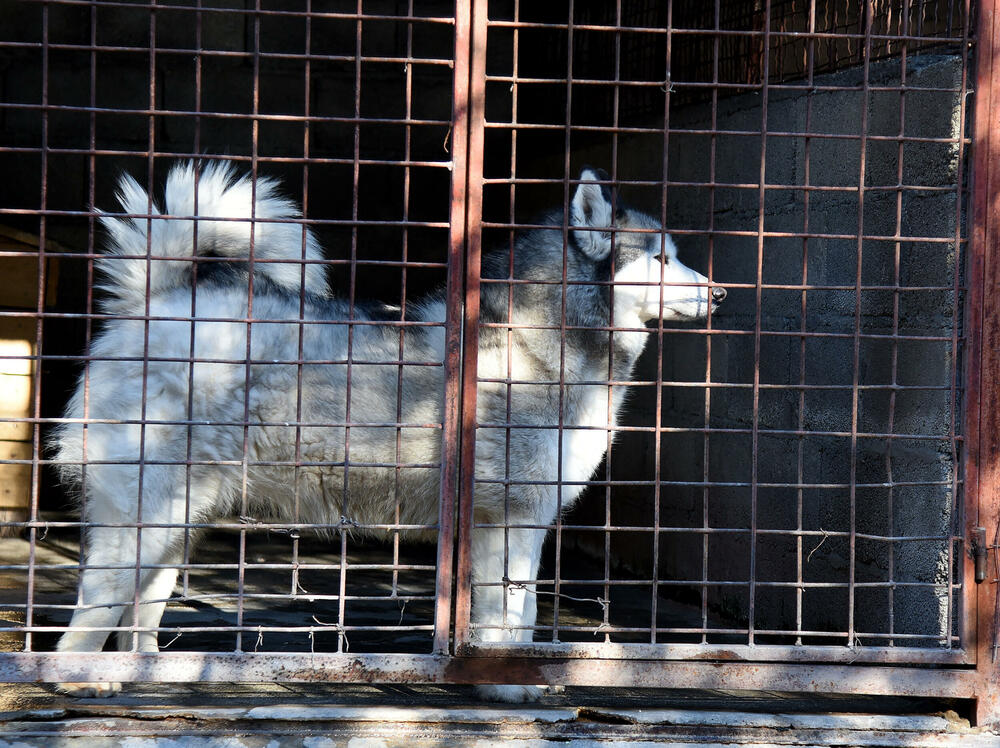 <p>Udruženje glumaca organizovalo posjetu skloništu na Vrelima, pozvali i druge da učine isto</p>
