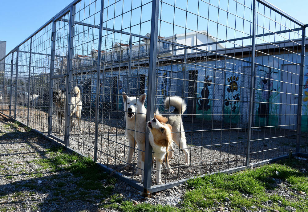 <p>Udruženje glumaca organizovalo posjetu skloništu na Vrelima, pozvali i druge da učine isto</p>