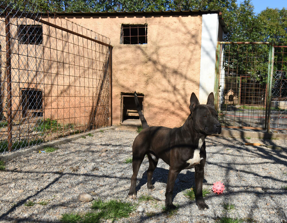 <p>Udruženje glumaca organizovalo posjetu skloništu na Vrelima, pozvali i druge da učine isto</p>