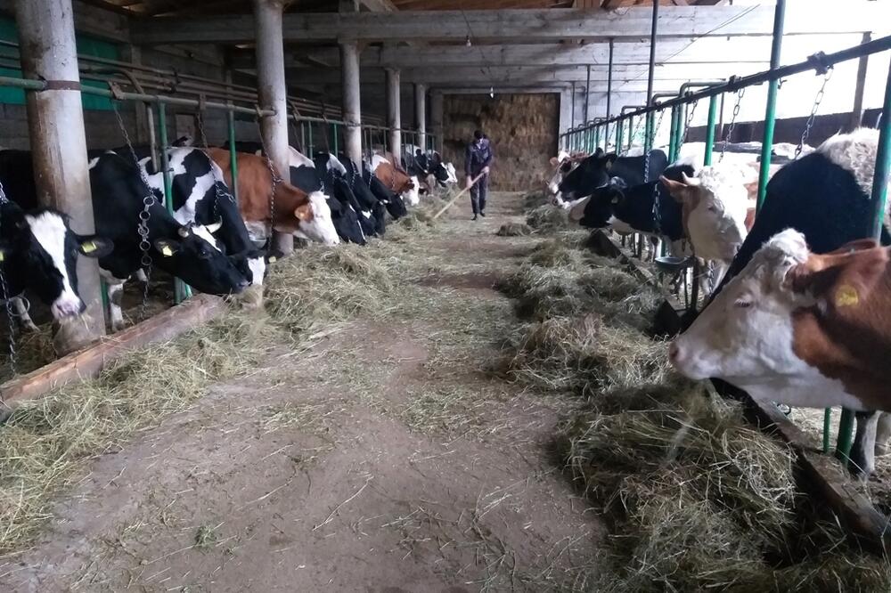 Mljekare smanjile otkup zbog velikog uvoza (Ilustracija), Foto: Svetlana Mandić