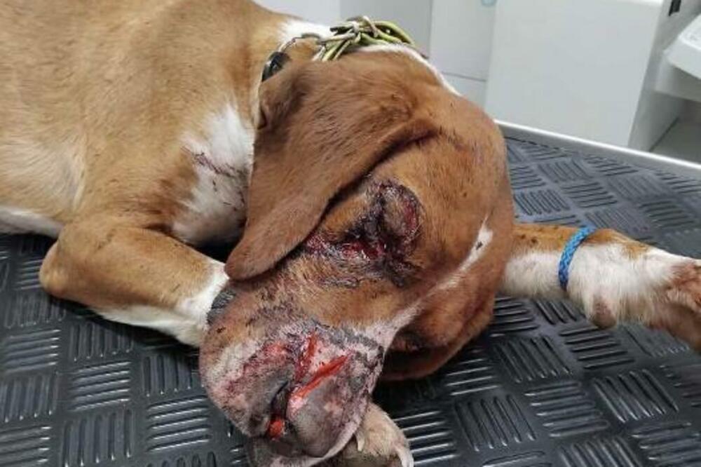 Zbog težine povreda psu je neophodan poseban nadzor, Foto: NVO Kuća životinja