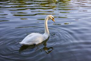 Srbiji: Ptičiji grip potvrđen u Zrenjaninu, proglašeno zaraženo...