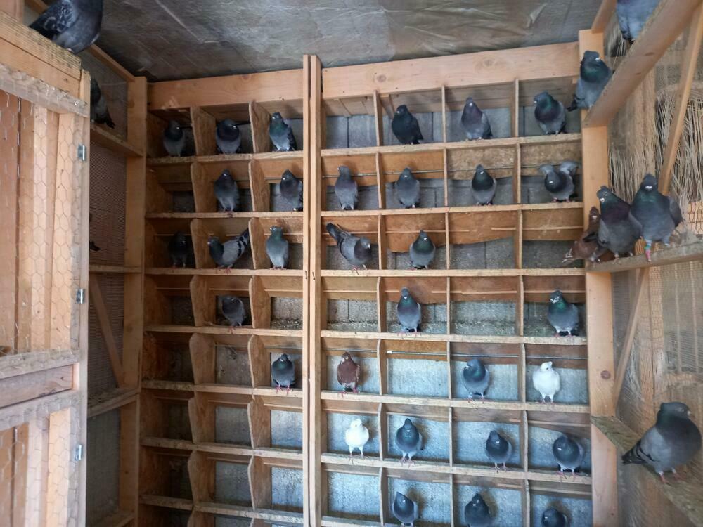 Srpski visokoletači