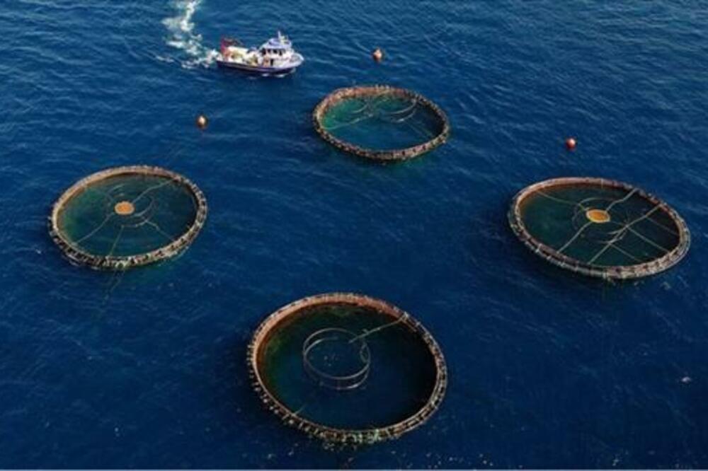 Ilustracija, Foto: Privredna komora Crne Gore