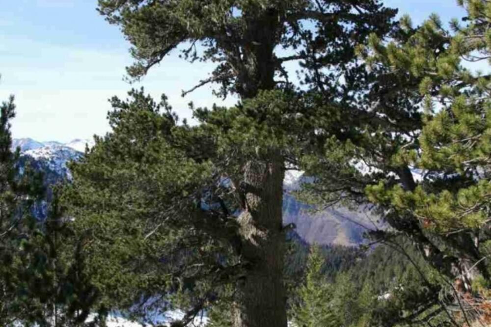 Munika za koju se procjenjuje da je stara 1500 godina, Foto: Marija Šoškić