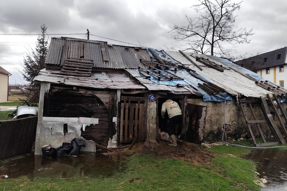 Simunović iznosi mrtve ovce iz štale, Foto: Svetlana Mandić