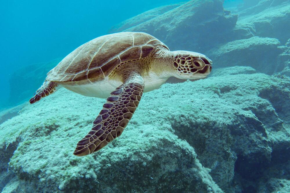 Ilustracija, Foto: Shutterstock