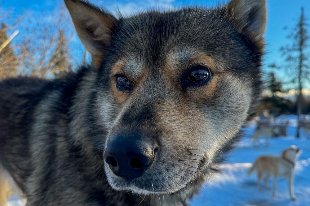 Kada su časovnici vraćeni sat unazad, to je uticalo na strogu dnevnu rutinu zaprežnih pasa, Foto: Victoria Gill/BBC