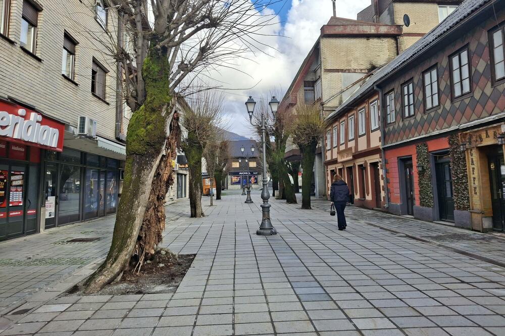 Vjerovatno posađen krajem 19. vijeka, Foto: Dragana Šćepanović