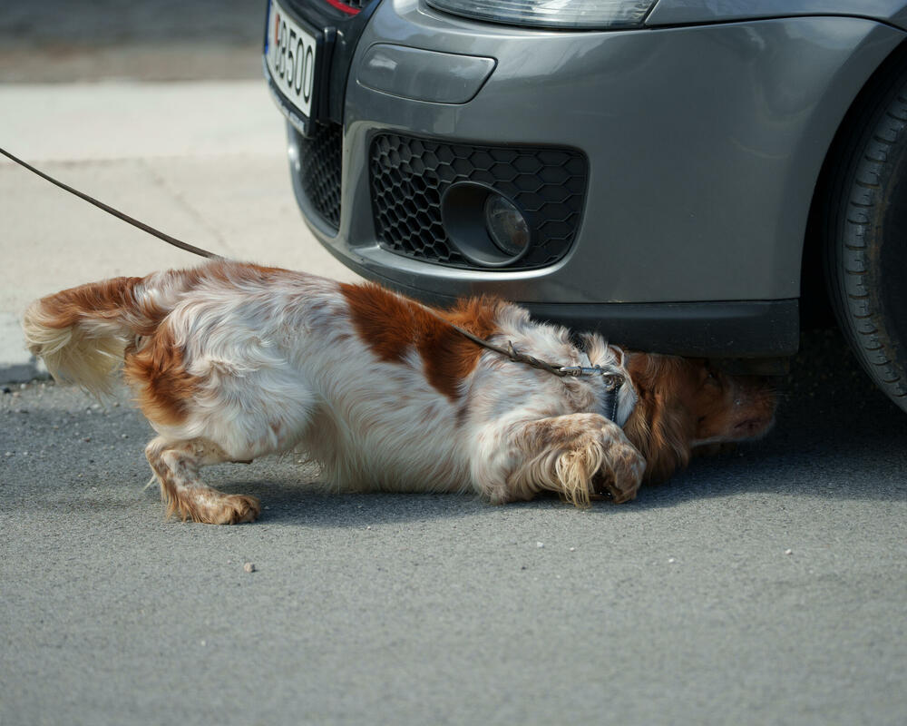 <p>"Primarni fokus Posebne jedinice policije je efikasno suzbijanje i sprečavanje nasilja i krivičnih djela, uz kontinuiranu kontrolu lica i vozila kroz strateški raspoređene patrole i prisustvo na ključnim lokacijama", rekli su iz Uprave policije</p>