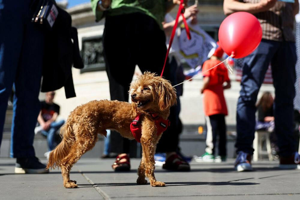 <p>U glavnom gradu Njemačke, Berlinu, protestujući ispred izložbenog salona kompanije "Tesla", koja je u vlasništvu Maska, demonstranti su držali plakate sa pozivom sugrađanima koji žive u Njemačkoj da protestuju za "kraj haosa" kod kuće</p>