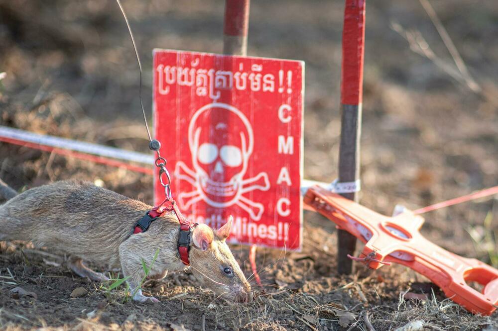 Petogodišnji Ronin je pomogao stanovnicima Kambodže da povrate zemlju koju ranije nisu koristili zbog straha od mina, Foto: APOPO