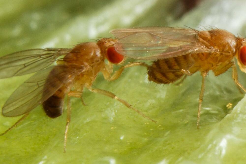 Mužjaci vinskih mušica koji su konzumirali alkohol su imali veći uspjeh pri parenju od onih koji su dobijali samo vodu, Foto: Anna Schroll