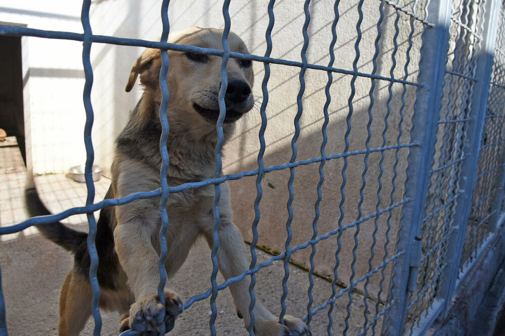 Oko 350.000 eura plaćeno na ime odštete zbog ujeda pasa u 2023. (ilustracija), Foto: Luka Zekovic