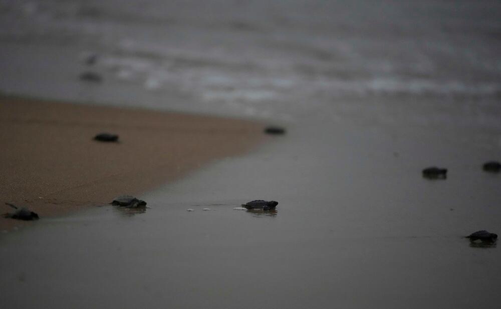 <p>"Prelazimo veliki teren, najmanje 30 kilometara, tako što se razbijemo u manje grupe i svaka grupa pješači sedam ili osam kilometara", rekao je volonter po imenu Melvin, koji je rekao samo svoje ime i već nekoliko godina radi sa grupama za zaštitu kornjača</p>
