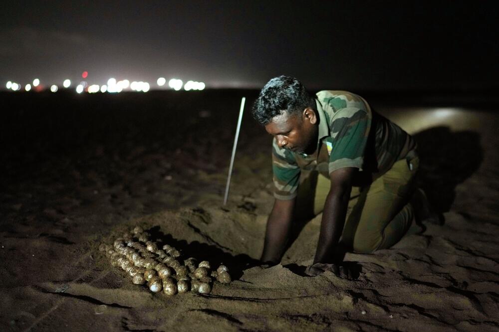 Službenik skuplja jaja morskih kornjača na plaži u Čenaju, Foto: Beta/AP