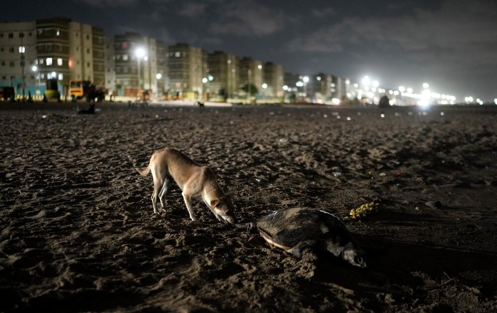 <p>"Prelazimo veliki teren, najmanje 30 kilometara, tako što se razbijemo u manje grupe i svaka grupa pješači sedam ili osam kilometara", rekao je volonter po imenu Melvin, koji je rekao samo svoje ime i već nekoliko godina radi sa grupama za zaštitu kornjača</p>