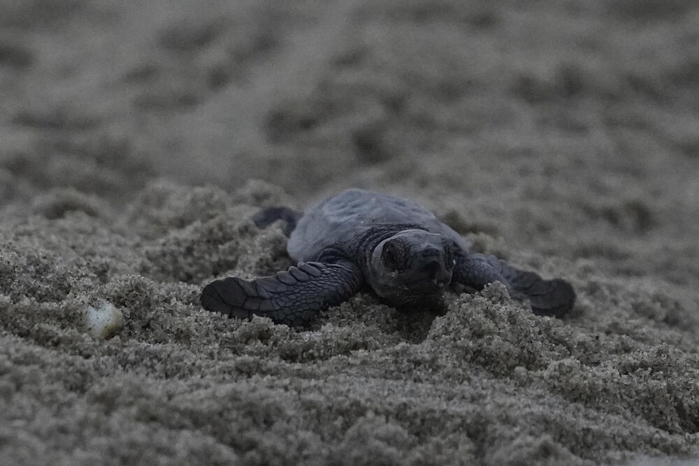 <p>"Prelazimo veliki teren, najmanje 30 kilometara, tako što se razbijemo u manje grupe i svaka grupa pješači sedam ili osam kilometara", rekao je volonter po imenu Melvin, koji je rekao samo svoje ime i već nekoliko godina radi sa grupama za zaštitu kornjača</p>