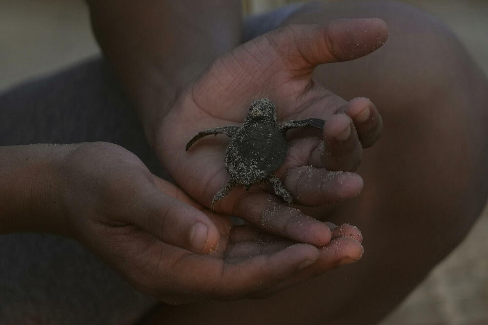 <p>"Prelazimo veliki teren, najmanje 30 kilometara, tako što se razbijemo u manje grupe i svaka grupa pješači sedam ili osam kilometara", rekao je volonter po imenu Melvin, koji je rekao samo svoje ime i već nekoliko godina radi sa grupama za zaštitu kornjača</p>