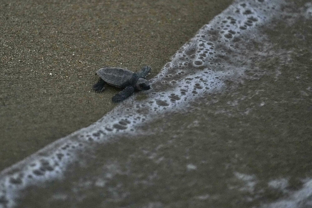 <p>"Prelazimo veliki teren, najmanje 30 kilometara, tako što se razbijemo u manje grupe i svaka grupa pješači sedam ili osam kilometara", rekao je volonter po imenu Melvin, koji je rekao samo svoje ime i već nekoliko godina radi sa grupama za zaštitu kornjača</p>