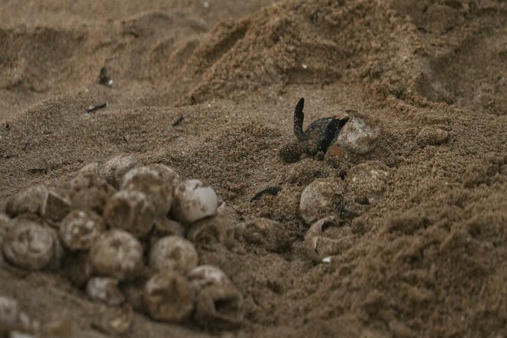 <p>"Prelazimo veliki teren, najmanje 30 kilometara, tako što se razbijemo u manje grupe i svaka grupa pješači sedam ili osam kilometara", rekao je volonter po imenu Melvin, koji je rekao samo svoje ime i već nekoliko godina radi sa grupama za zaštitu kornjača</p>