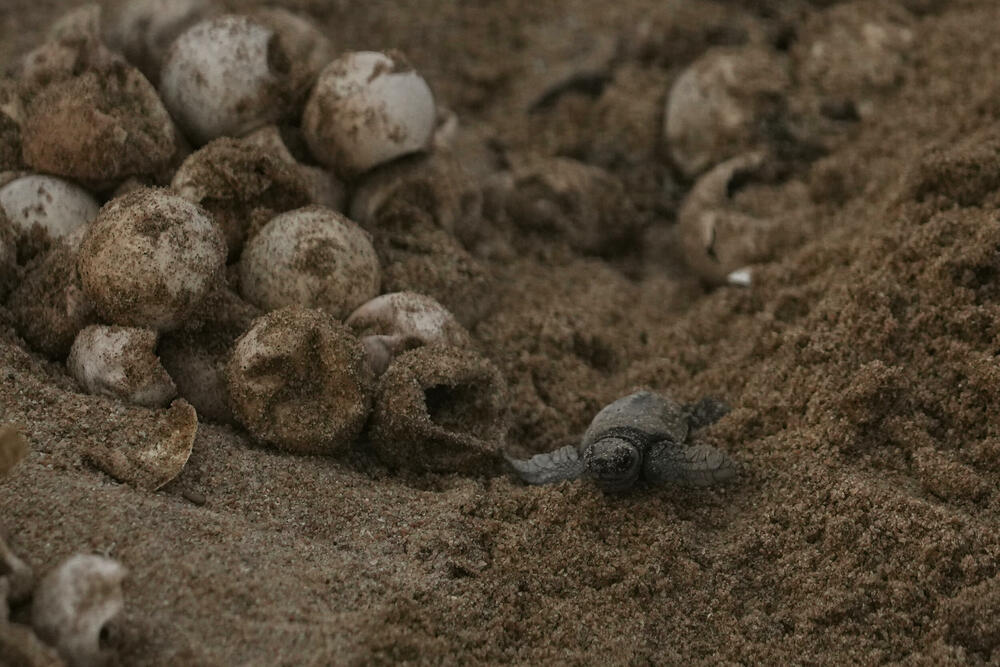 <p>"Prelazimo veliki teren, najmanje 30 kilometara, tako što se razbijemo u manje grupe i svaka grupa pješači sedam ili osam kilometara", rekao je volonter po imenu Melvin, koji je rekao samo svoje ime i već nekoliko godina radi sa grupama za zaštitu kornjača</p>