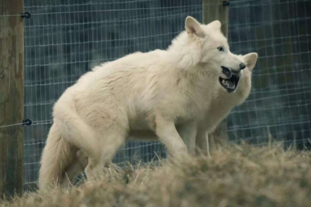 Foto: Screenshot/Youtube/ Colossal Biosciences