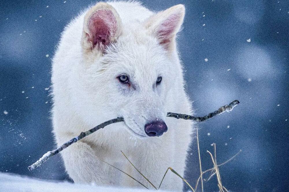 Foto: Colossal Biosciences