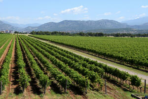 Kako je Evropska unija zemlja porijekla "Podgoričkog bijelog" vina?