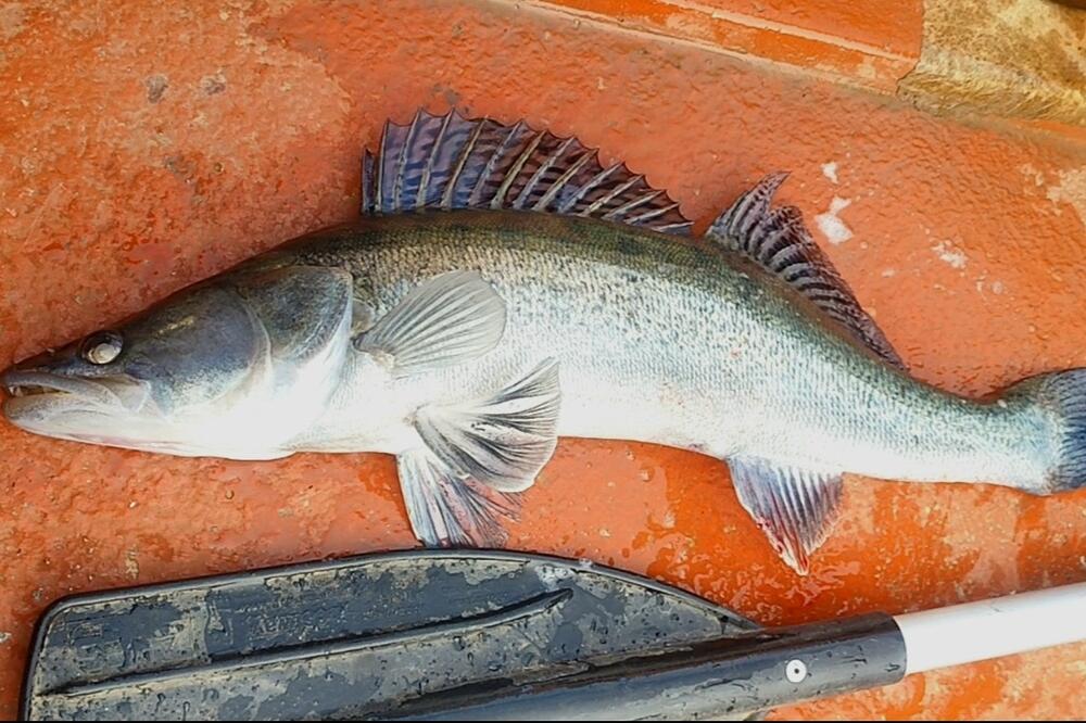 Riba smuđ, Foto: ED Breznica