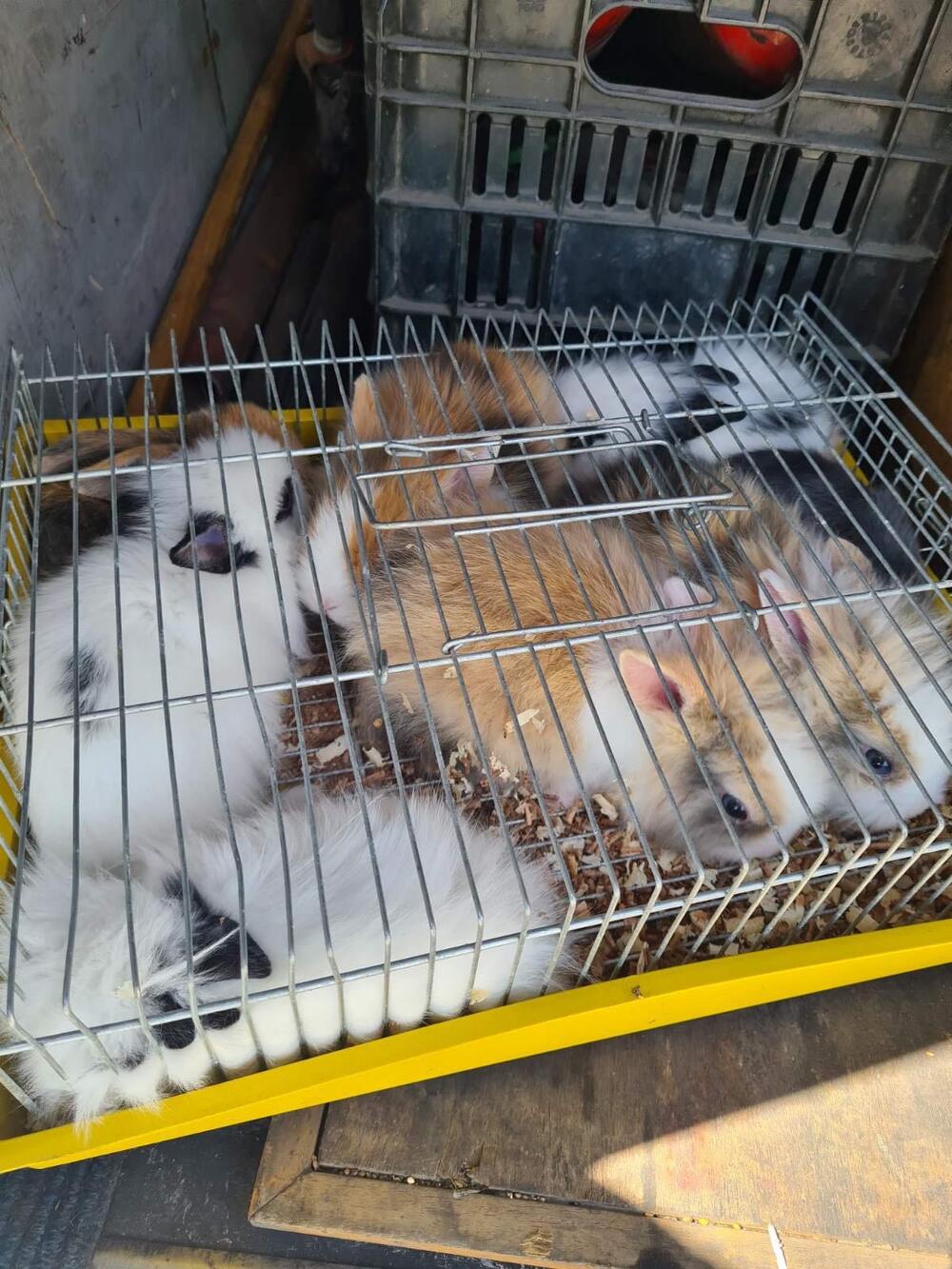 krijumčarenje životinja