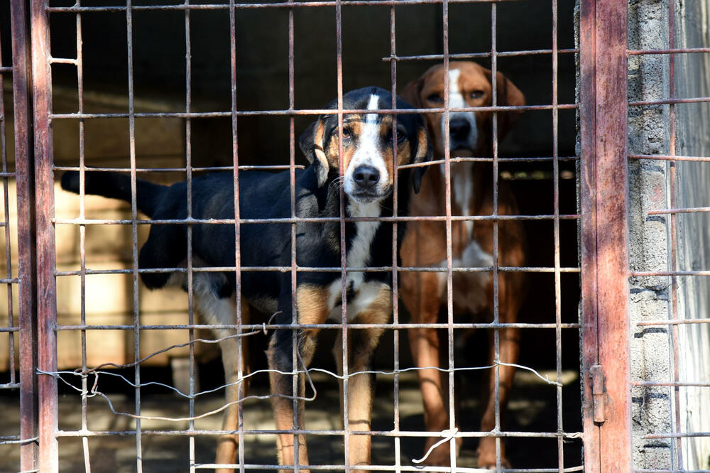 Azil za napuštene životinje u Podgorici (ilustracija), Foto: Luka Zeković