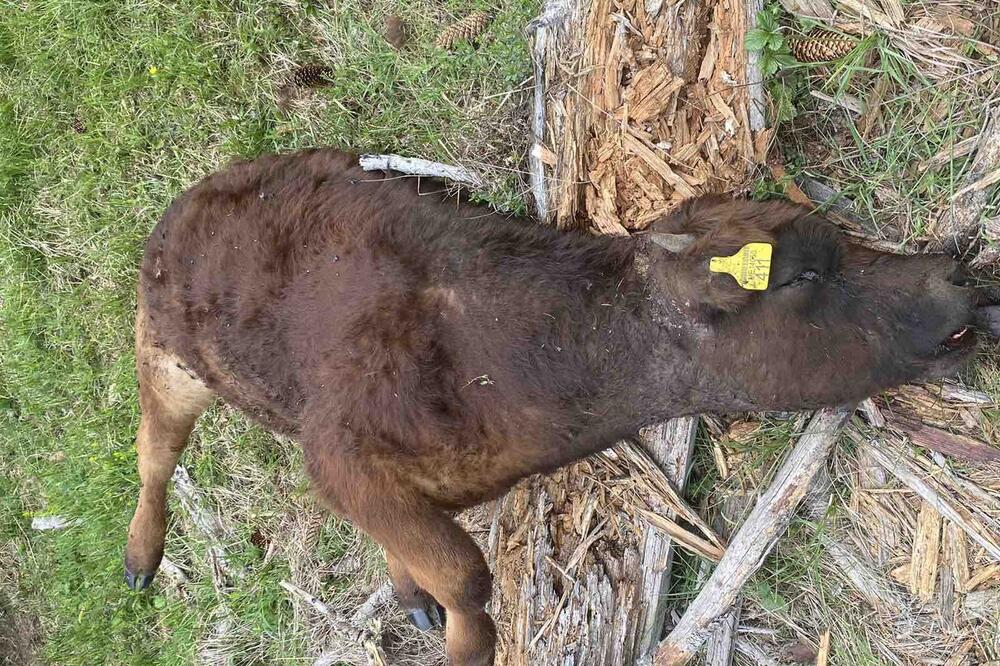 Foto: Privatna arhiva