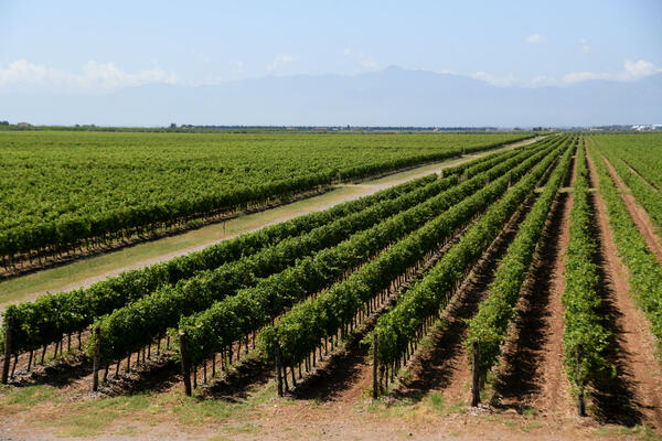 Ljudi sa bronzane straže