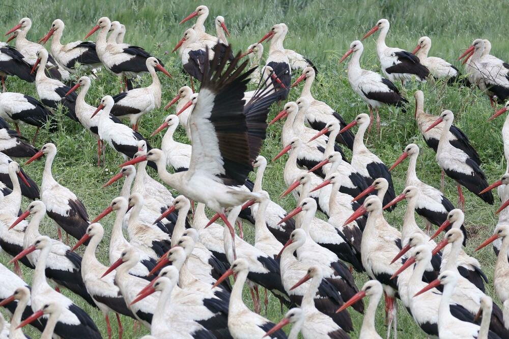 Foto: EPA-EFE/REX/Shutterstock