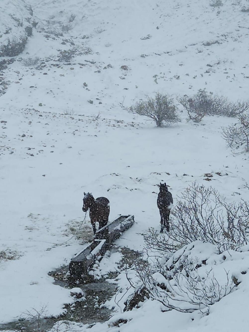 <p>Rijetki su stočari koji su već stigli do katuna; većina za “izdig” čeka stabilizaciju vremena. No, i oni koji su se zatekli na planini objašnjavaju da su navikli na ćudljivosti kolašinskog proljeća i da “maj zna da prevari”</p>