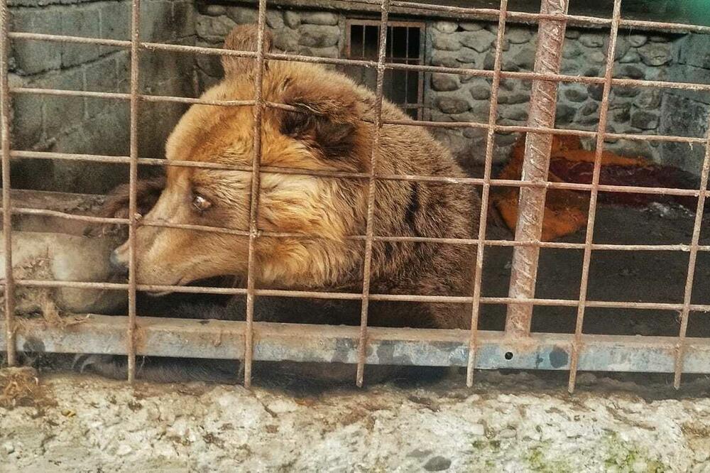 Medvjed iza rešetaka, Foto: CIN-CG