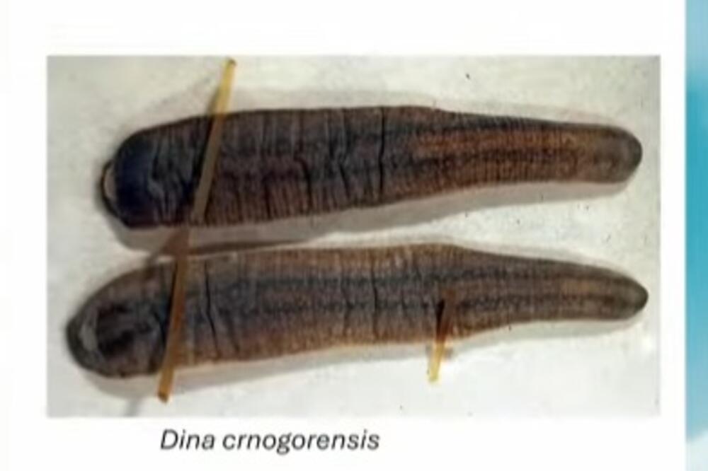 Dina crnogorensis, Foto: Screenshot/TV Vijesti